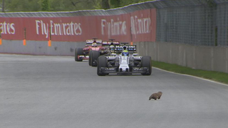 Groundhog Narrowly Avoids Gruesome Death At Canadian Grand Prix